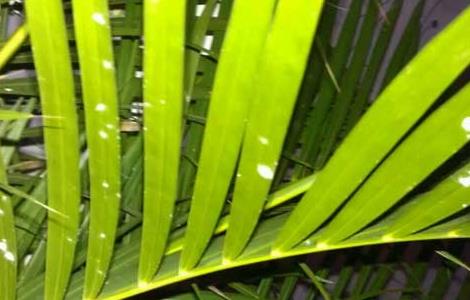 凤尾竹叶子发黄怎么办 凤尾竹叶子发黄怎么办, 赶紧控制浇水还能救!