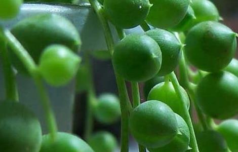 盆栽佛珠吊兰怎么养 佛珠吊兰用什么盆养最好