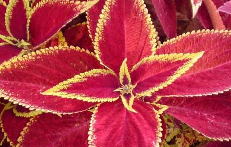 盆栽彩叶草怎么养 盆栽彩叶草怎么养护