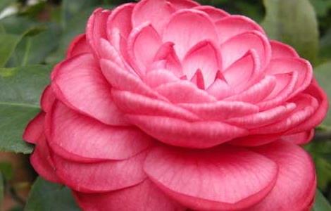 盆栽茶花怎么养才好 盆栽茶花怎么养才好养