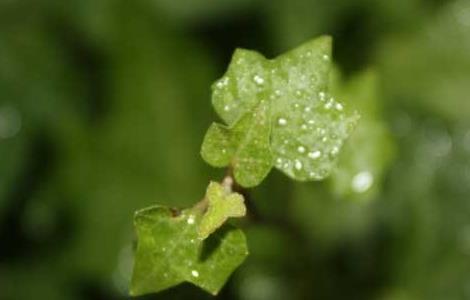 盆栽常青藤怎么养（盆栽常青藤怎么养护）