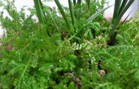 盆栽翠云草怎么养（盆栽翠云草怎么养护）