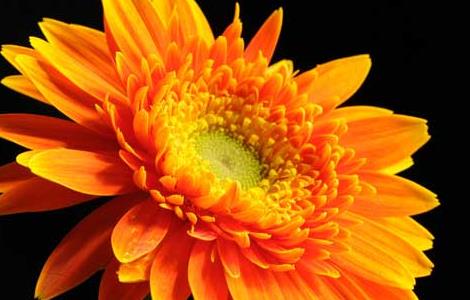 盆栽非洲菊怎么养 盆栽非洲菊的养殖方法