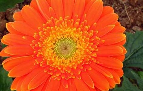 非洲菊的花语和寓意（向日葵的花语）