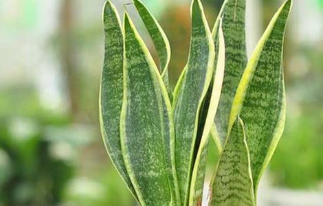虎尾兰的养殖方法（柱叶虎尾兰怎么养殖方法）