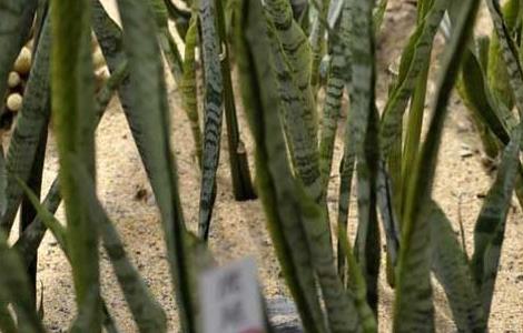 虎皮兰叶子发黄怎么办