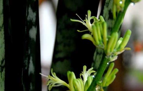 虎皮兰烂根怎么办（虎皮兰烂根后怎么重新生根）