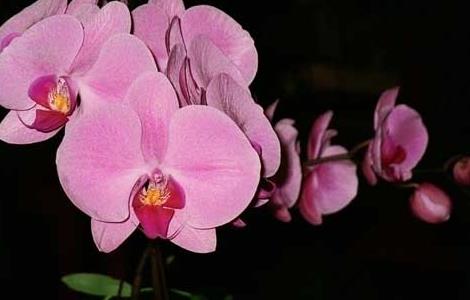 盆栽蝴蝶兰怎么养（盆栽蝴蝶兰怎么养?最佳种植时间?）