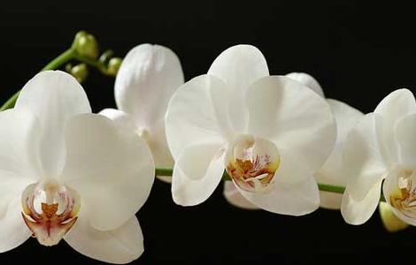 蝴蝶兰的花语和传说(蝴蝶兰的花语是啥)