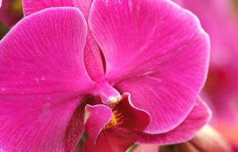 蝴蝶兰水培养殖方法（蝴蝶兰水培养殖方法和技巧）