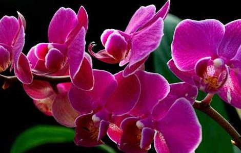 蝴蝶兰什么时候开花(蝴蝶兰哪个季节开花)