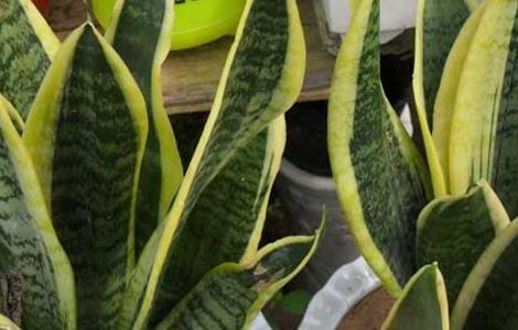 养虎皮兰有什么作用 养虎皮兰有啥好处