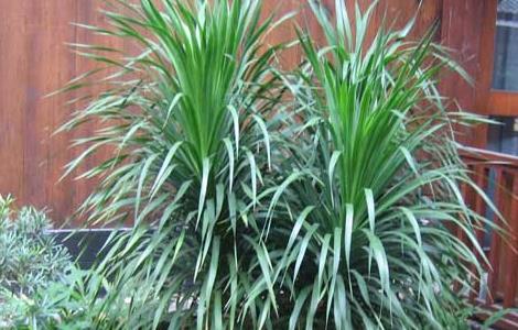 龙血树的养殖方法和注意事项 龙血树放哪里最旺财