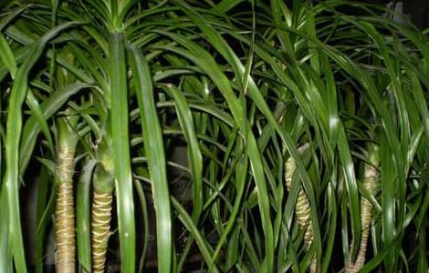 龙血树叶子发黄怎么办 龙血树叶子发黄怎么办?