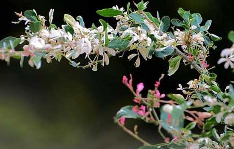 花叶络石怎么养才好 怎样养好花叶络石