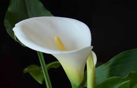 盆栽马蹄莲怎么养(马蹄莲盆栽怎么养家庭养法)