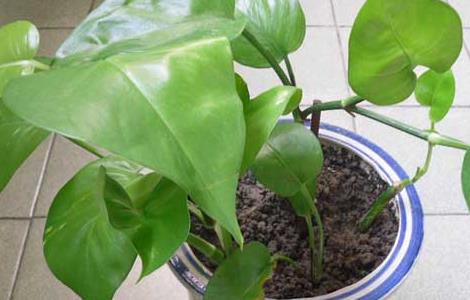 盆栽绿萝怎么养才好（盆栽绿萝怎么养才好看）