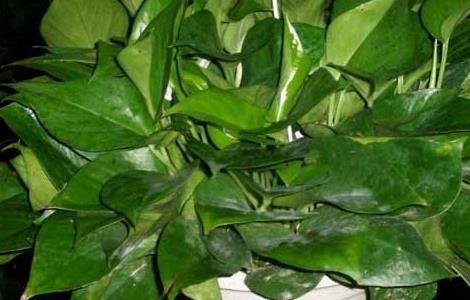 盆栽绿萝吊兰怎么养(盆栽绿萝吊兰怎么养好)