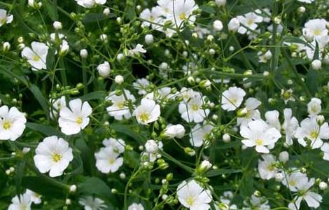 满天星的种植方法 满天星种子怎么种植方法