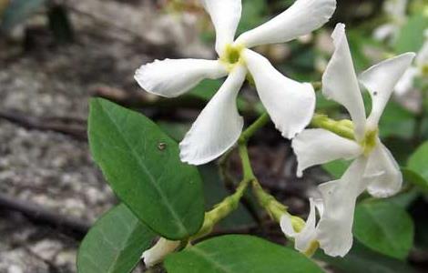 络石的养殖方法（络石的养殖方法有哪些）