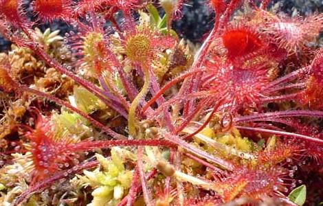 茅膏菜的养殖方法 茅膏菜的养殖方法和注意事项