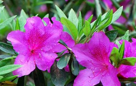 毛鹃的养殖方法（毛鹃的养殖方法和注意事项）