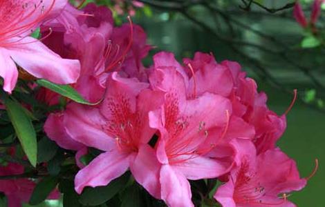 毛鹃什么时候开花（毛鹃什么时候开花）