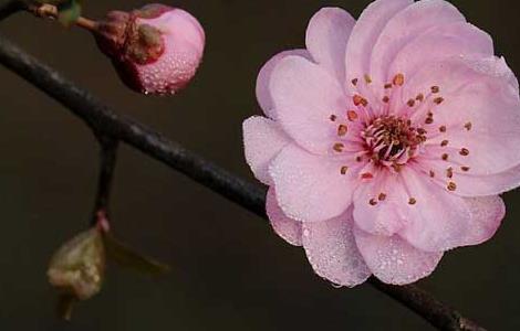 美人梅的养殖方法（美人梅的养殖方法和方法）