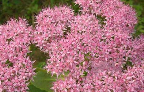 盆栽八宝景天怎么养 八宝景天花的养殖方法