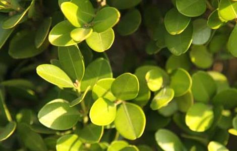 盆栽黄杨的养殖方法 盆栽黄杨的养殖方法视频