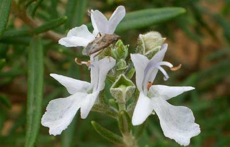 迷迭香的花语和传说（迷迭香的花语和含义）