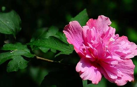 木槿花的栽培技术（木槿花的栽培技术视频）