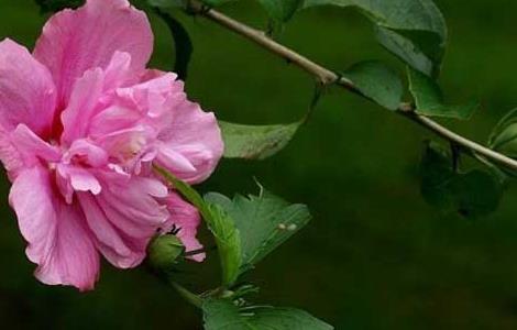 木槿花的花语和传说（木木槿花花语）