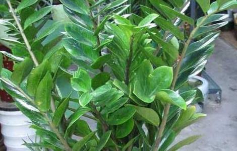 盆栽金钱树怎么养 盆栽金钱树的养殖方法和注意
