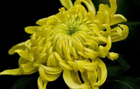 盆栽菊花怎么养才好 盆栽菊花怎么养才好看