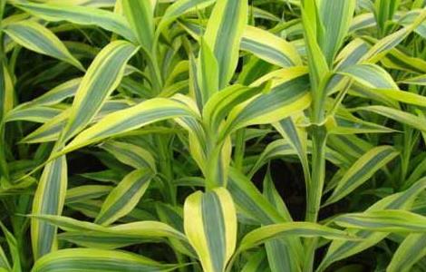 盆栽富贵竹怎么养（盆栽富贵竹的养殖方法和注意事项）