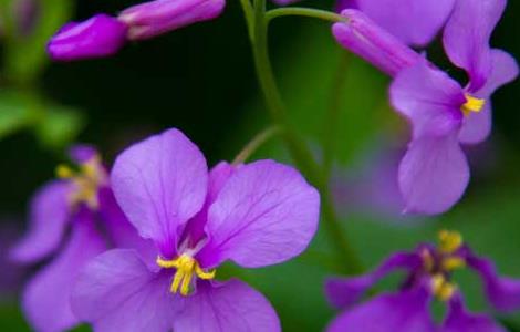 盆栽二月兰怎么养 盆栽二月兰怎么养殖