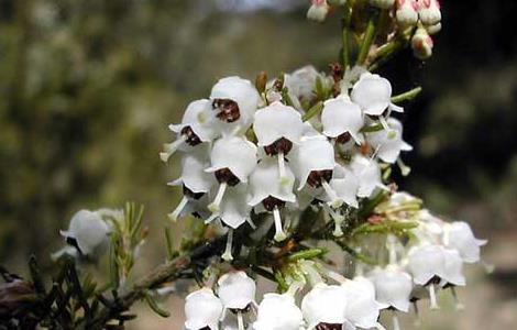 欧石楠的花语和传说（欧石楠花的花语是什么意思）