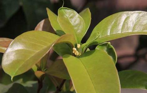 四季桂什么时候开花（为什么院子里忌讳种桂花树）