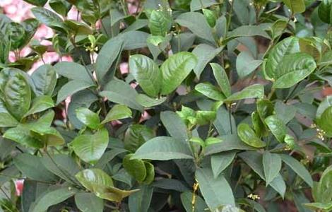 盆栽四季桂怎么养 怎样养好盆栽四季桂