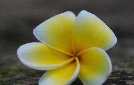 盆栽鸡蛋花怎么养 鸡蛋花能盆栽吗