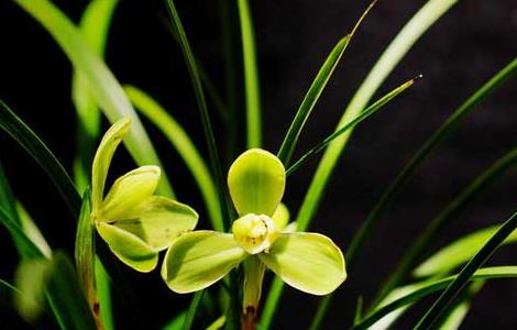 盆栽兰花怎么养才好（盆栽兰花怎么养才好活）