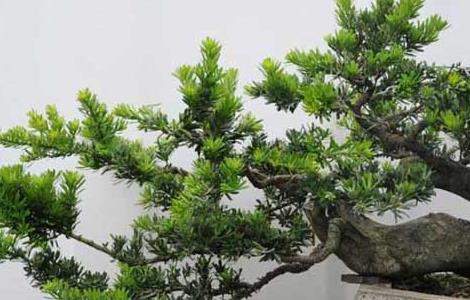 盆栽罗汉松怎么养（盆栽罗汉松怎么养?）