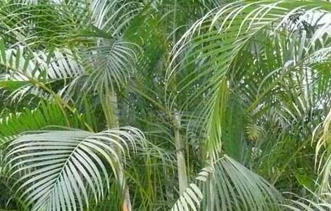 盆栽散尾葵怎么养（盆栽散尾葵养殖方法和注意事项）