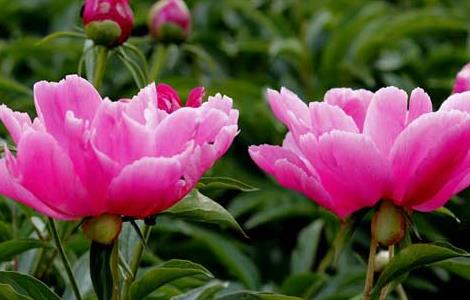 盆栽芍药花怎么养 如何盆栽芍药花