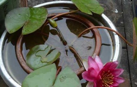 盆栽睡莲怎么养(盆栽睡莲养殖方法)