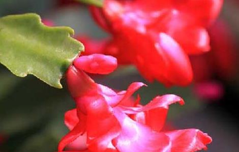 盆栽蟹爪兰怎么养 盆栽蟹爪兰怎么养殖