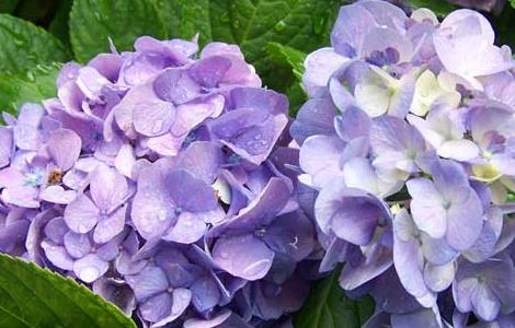 盆栽绣球花怎么养（盆栽绣球花怎么养护）