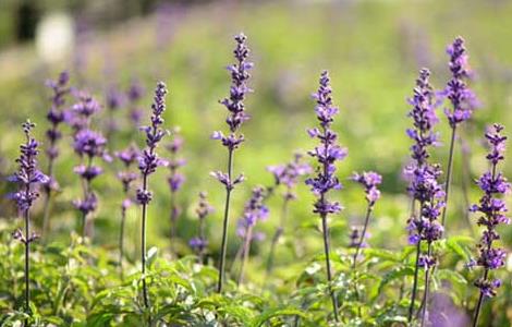 盆栽薰衣草怎么养（盆栽薰衣草养护方法）