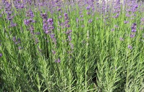 薰衣草怎么养